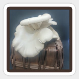 Oyster Mushroom Sticker